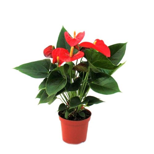 Anthurium