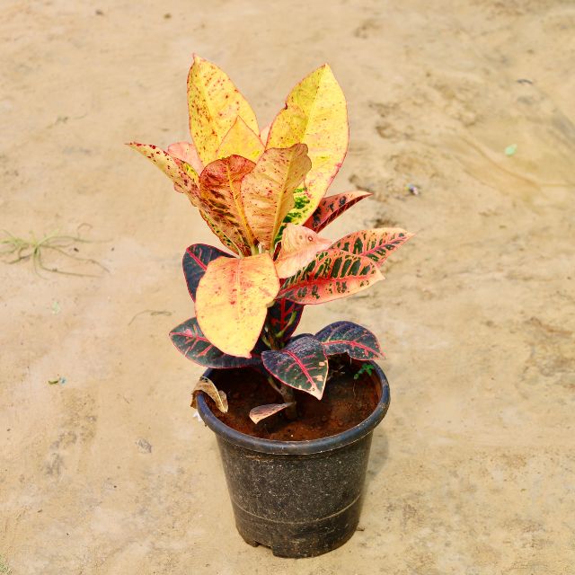 Croton Norma