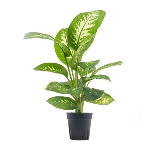 Dieffenbachia Tropic Snow - Paradise Garden