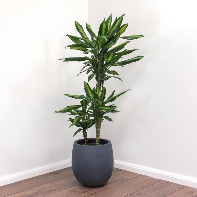 Dracaena Cintho - Paradise Garden