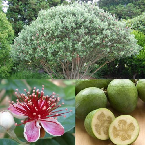 Feijoa
