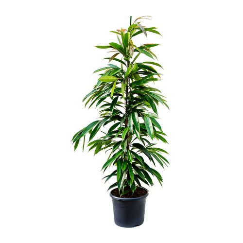 Ficus Amstel King