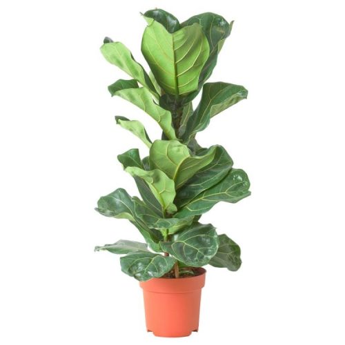 Ficus Lyrata