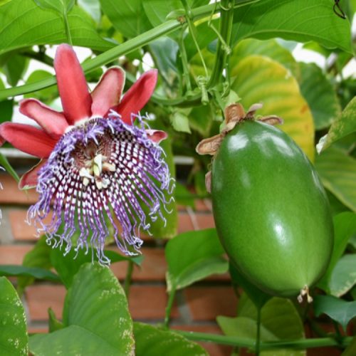 Passion fruit decaisneana