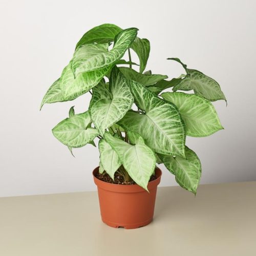 Syngonium White Butterfly