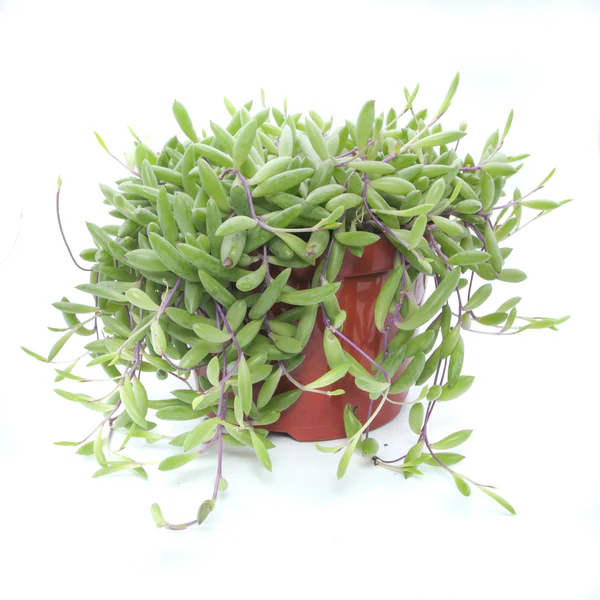 Crassothona capensis
