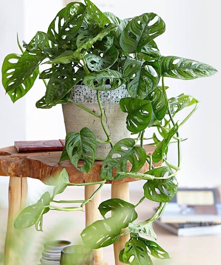 Monstera adansonii - Paradise Garden
