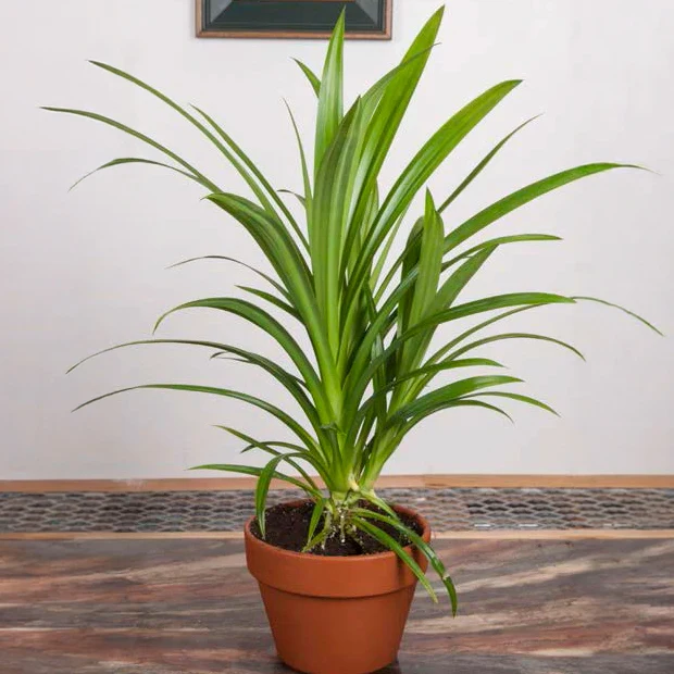 Pandanus Amaryllifolius