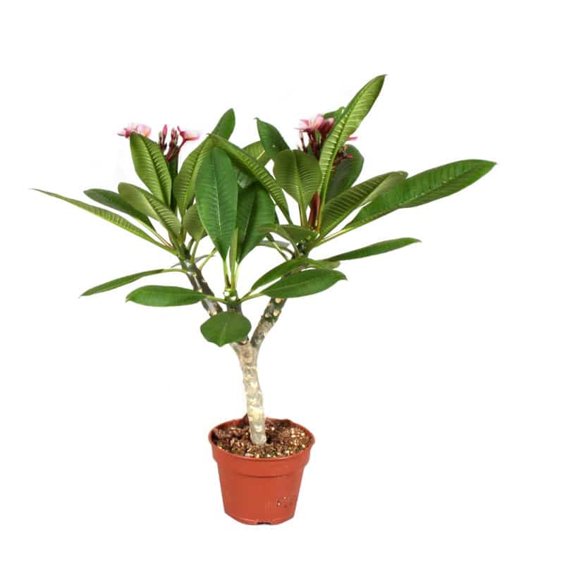 Plumeria