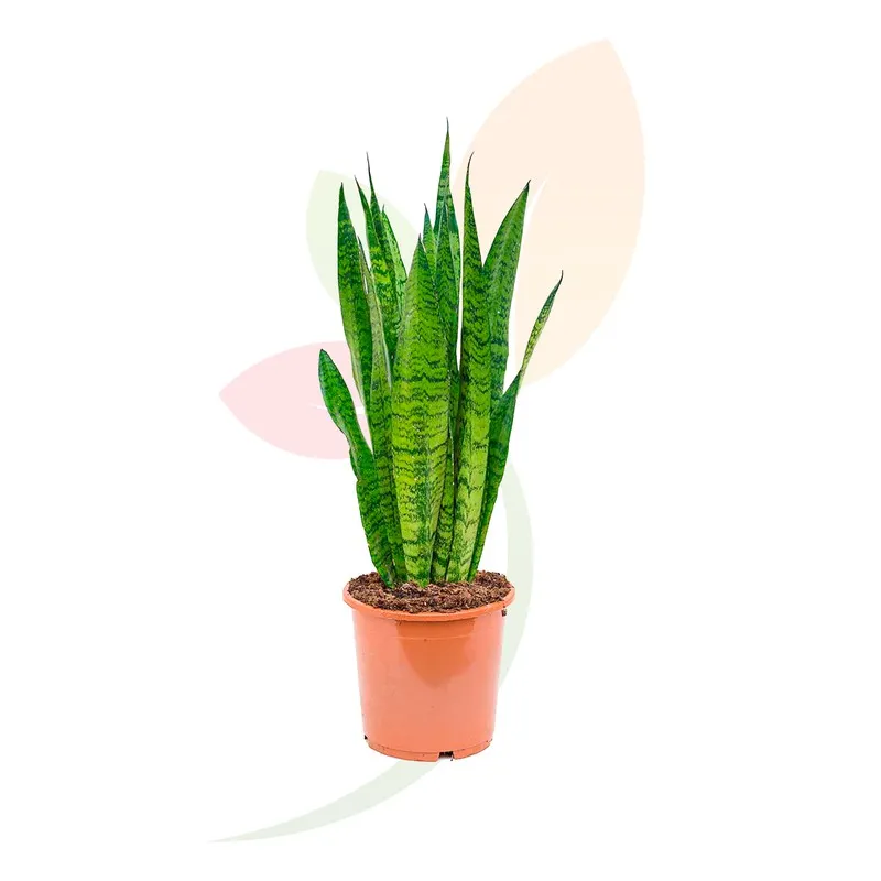 Sansivieria Trifasciata
