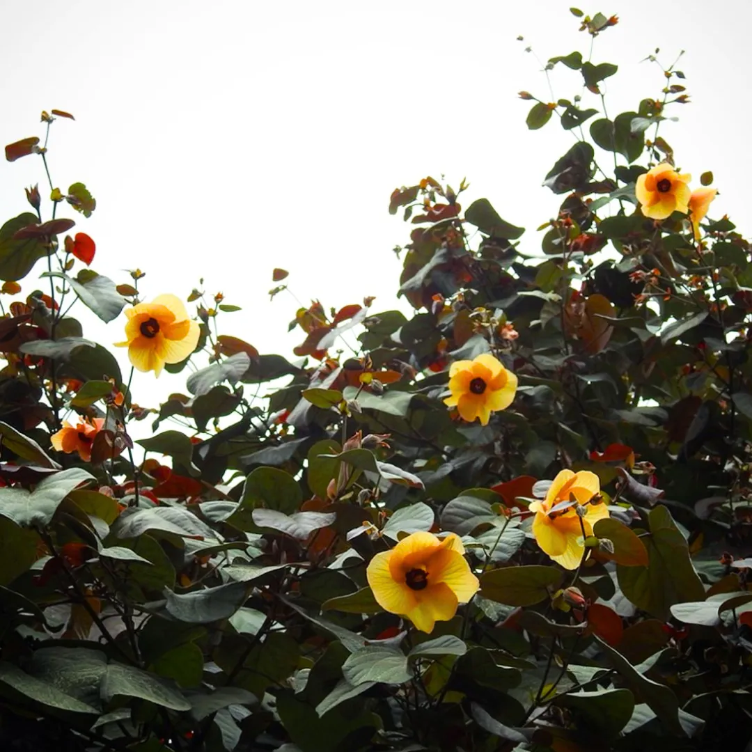 Hibiscus tiliaceus (Sea hibiscus)