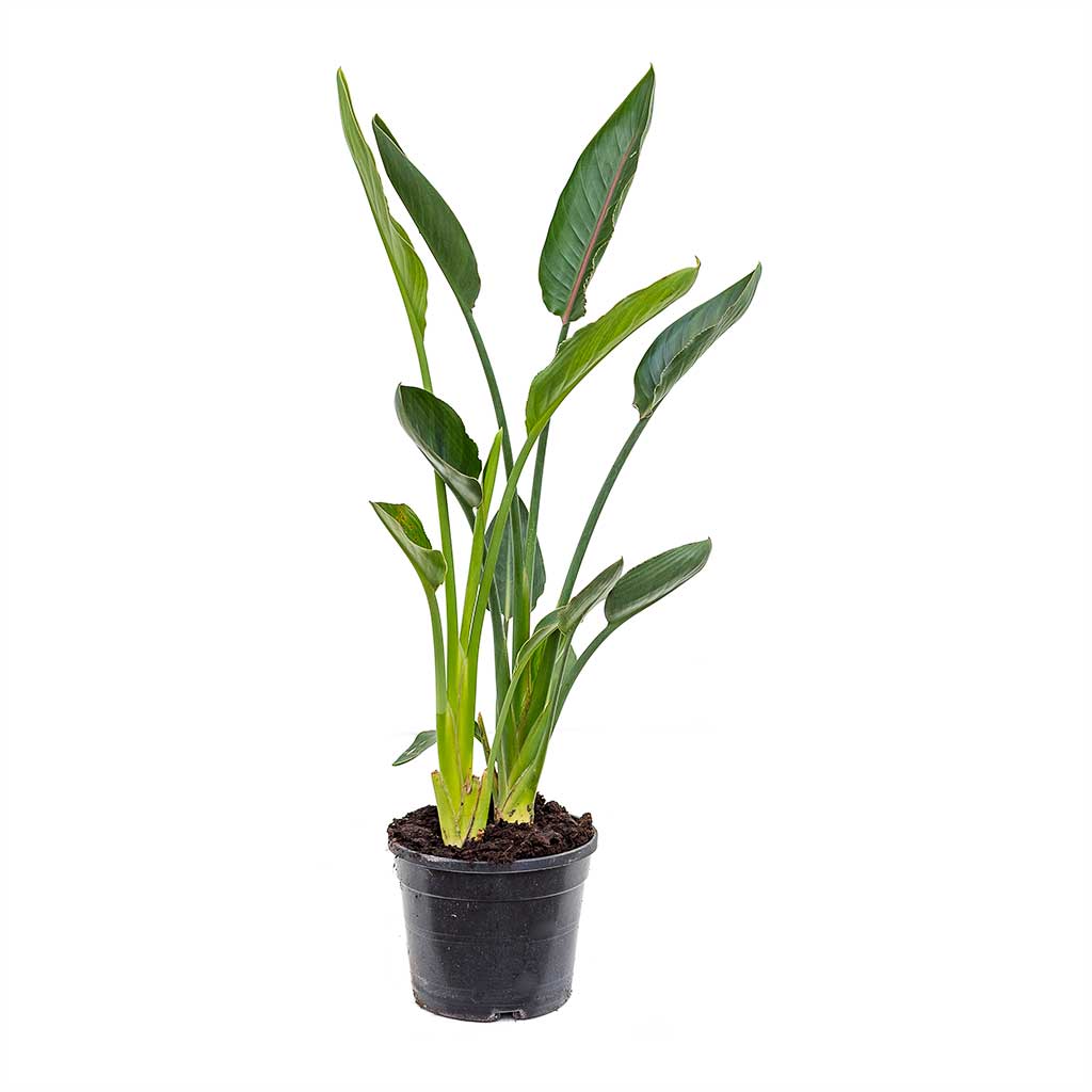 Strelitzia reginae