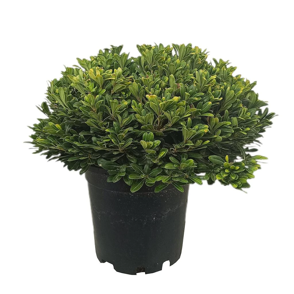 Pittosporum nana