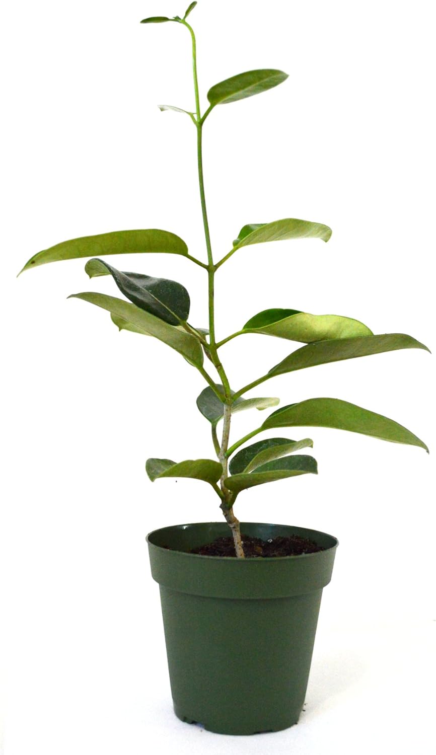 Stephanotis