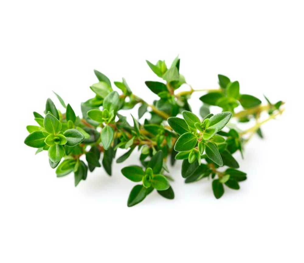 Thyme leaves