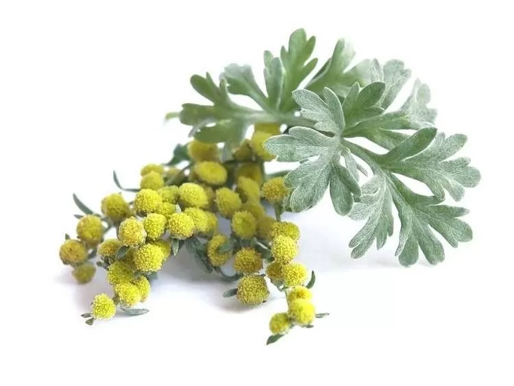 Artemisia (Apsithia) leaves