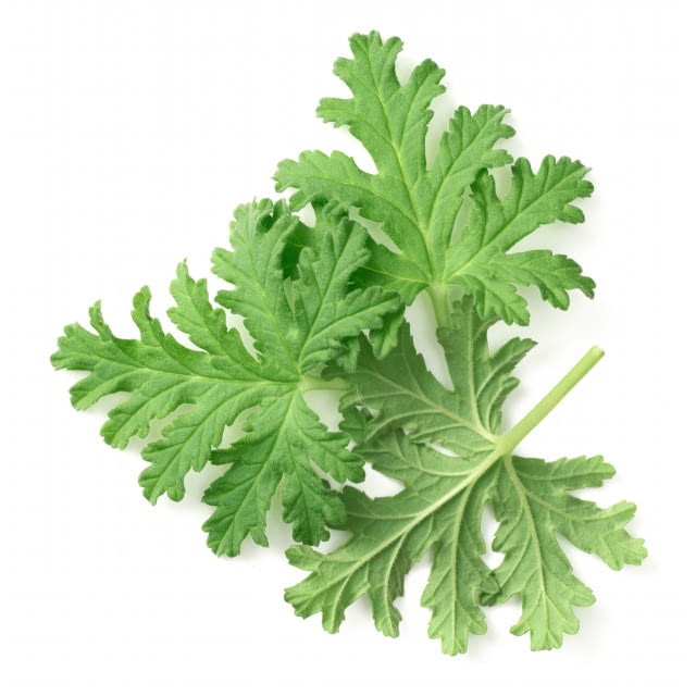 Rose geranium leaves