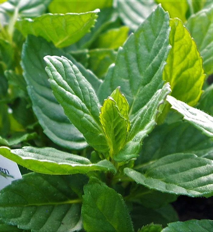 Peppermint leaves